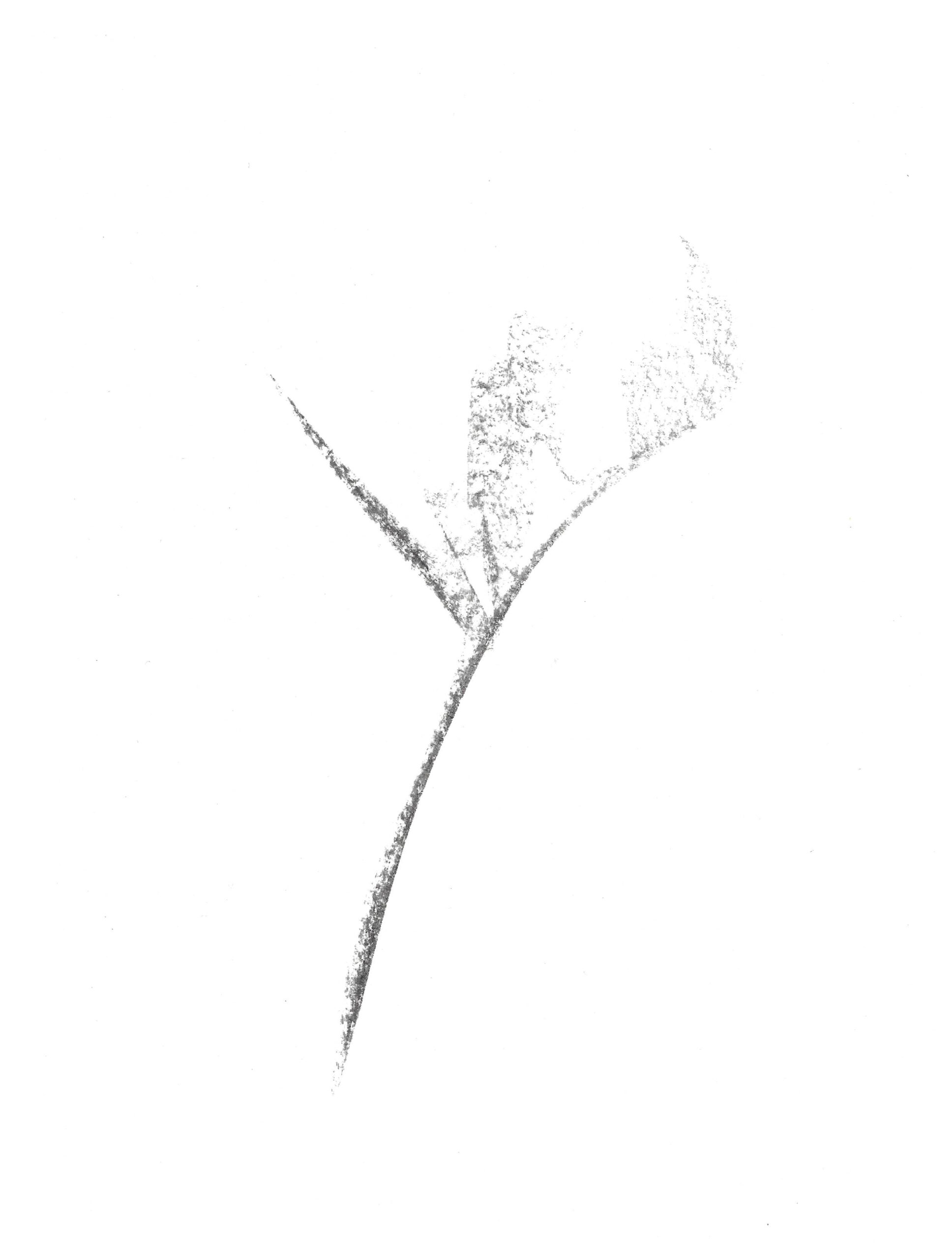 2021, fusain sur papier, 27,7 x 21 cm