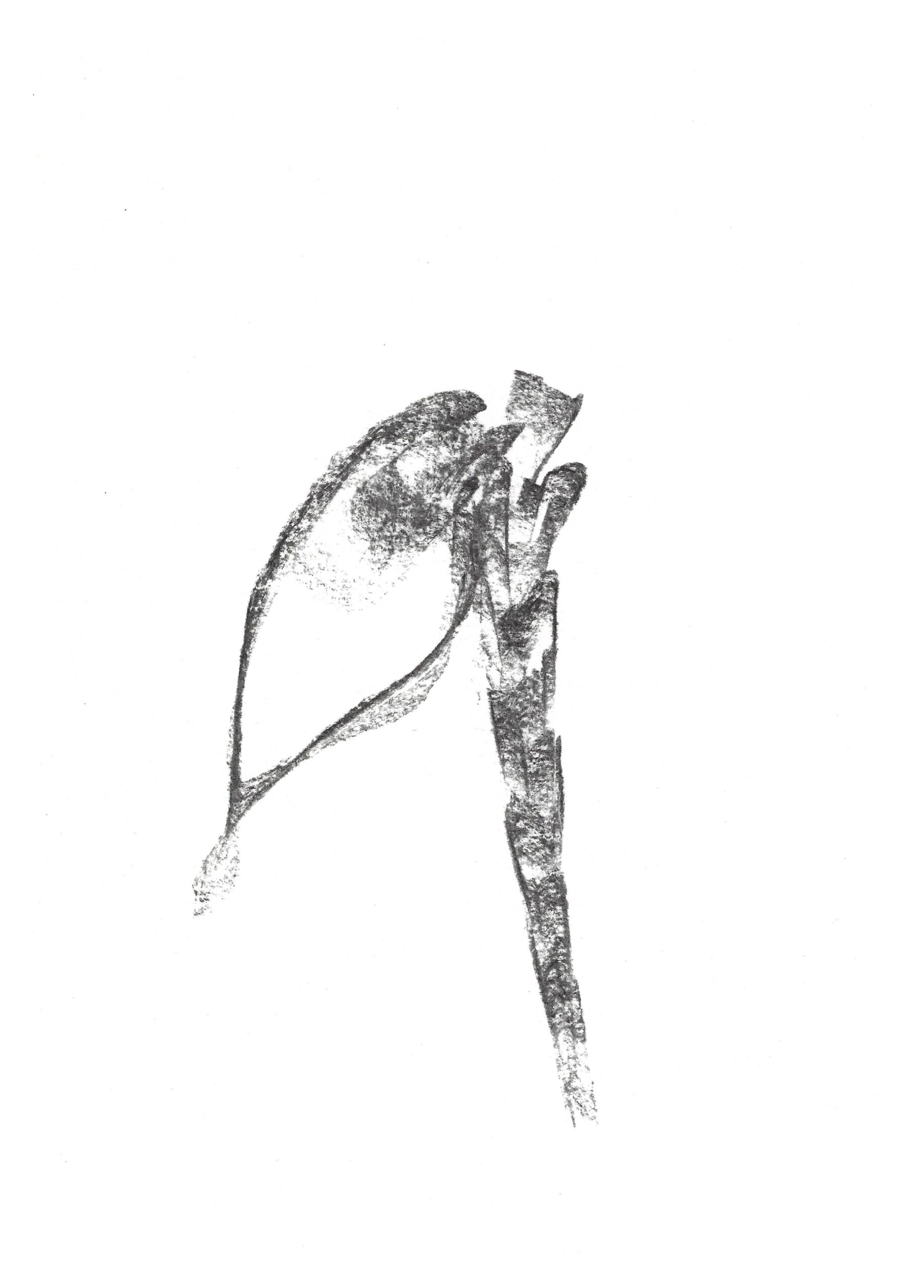 2023, fusain sur papier, 21 x 28 cm