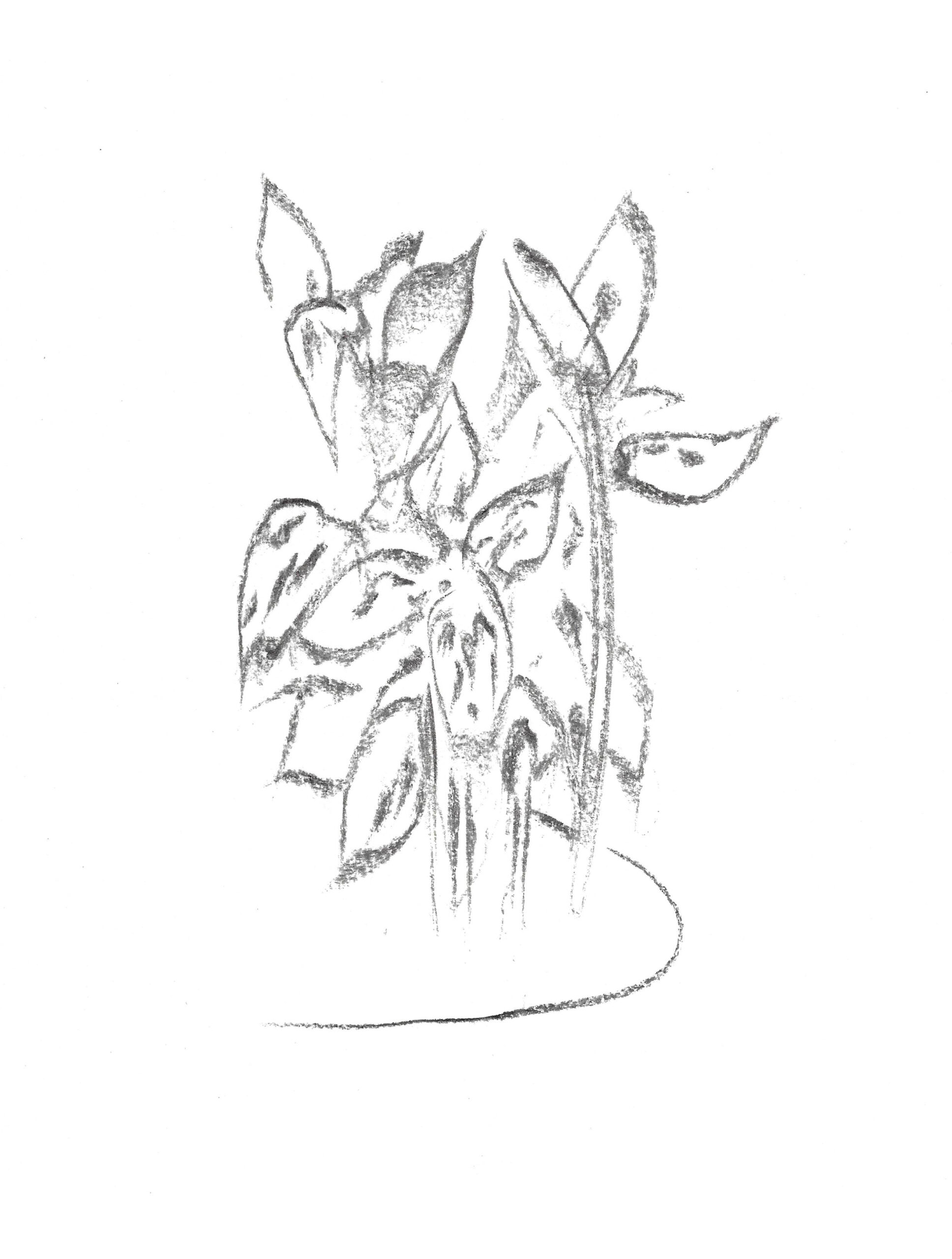 2021, fusain sur papier, 21 x 28 cm