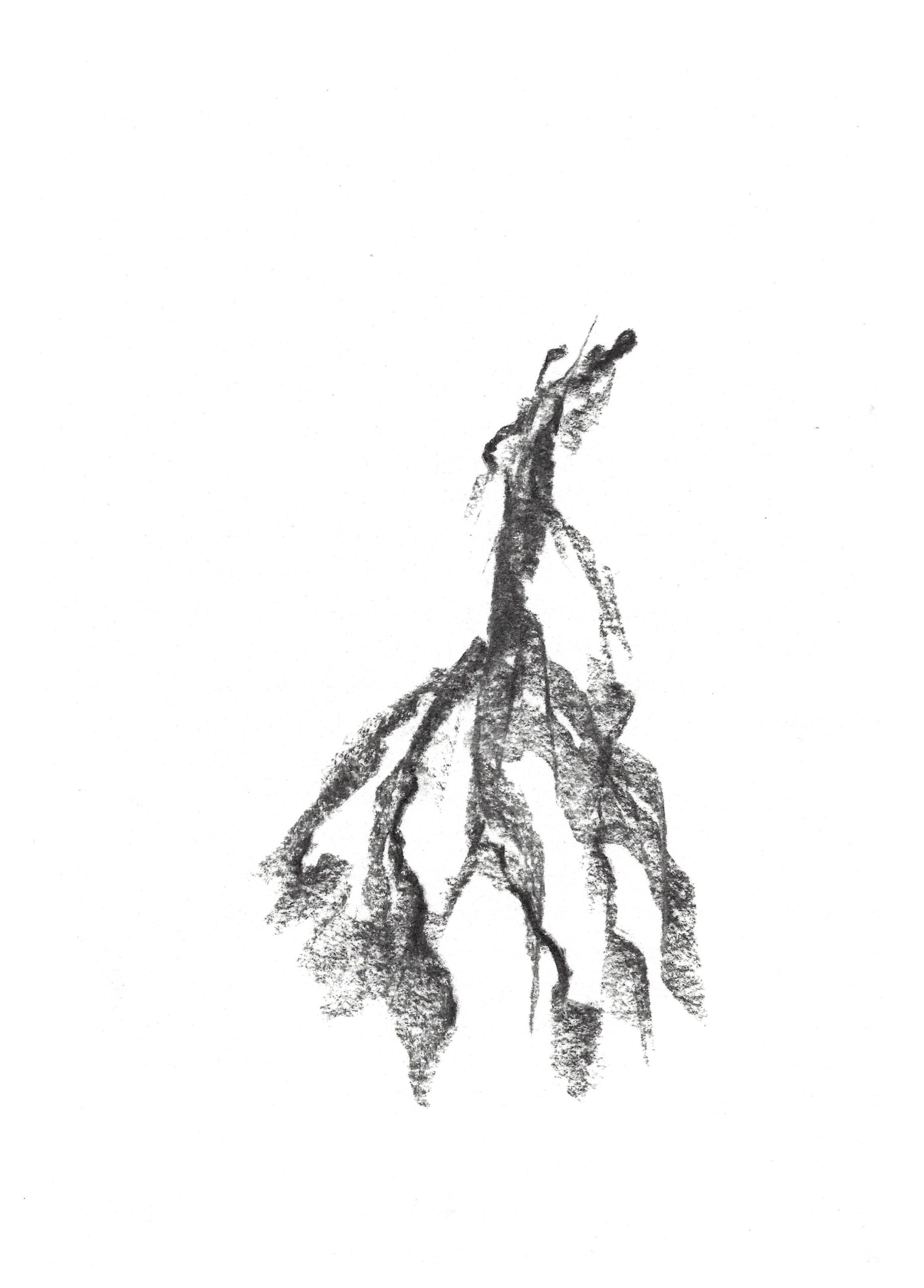 2023, fusain sur papier, 21 x 28 cm