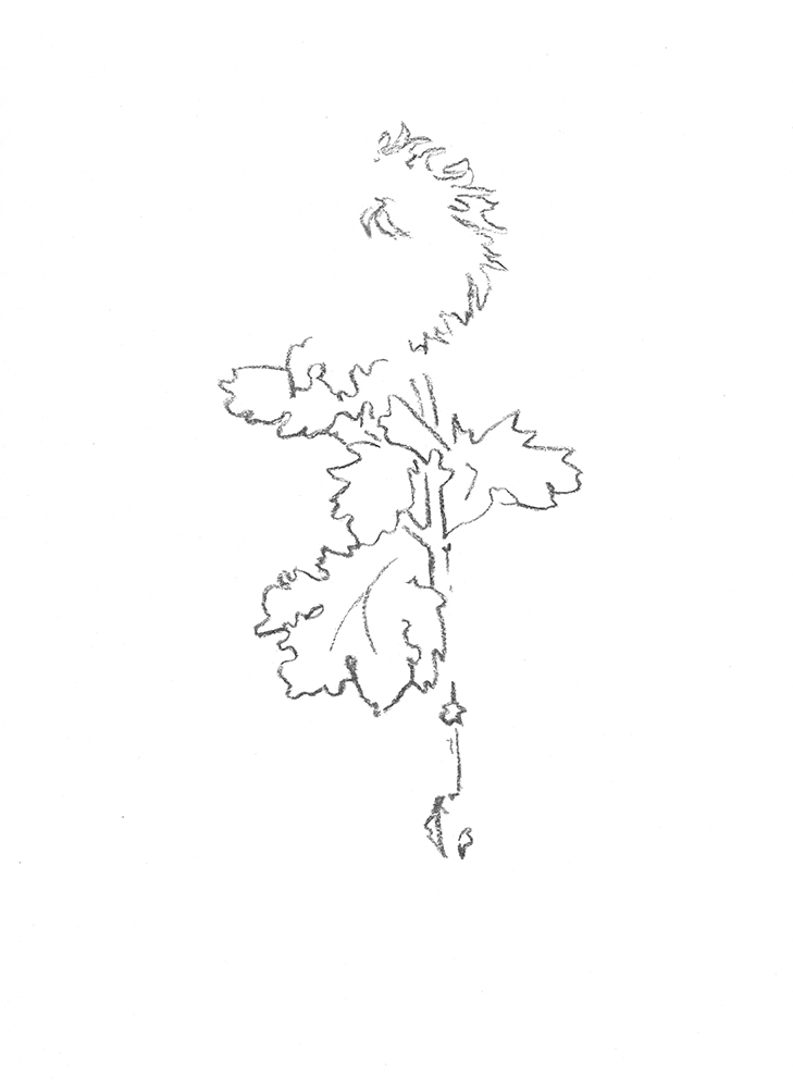 2021, fusain sur papier, 29,5 x 40,5 cm