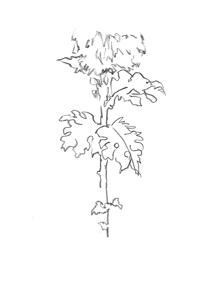 2021, fusain sur papier, 29,5 x 40,5 cm