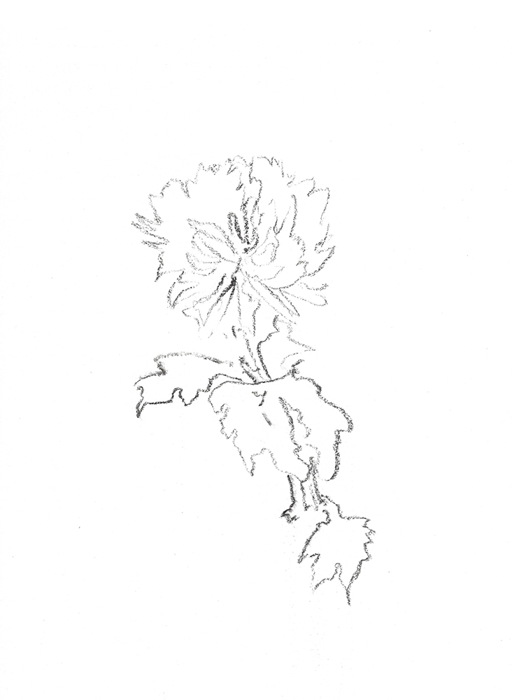 2021, fusain sur papier, 29,5 x 40,5 cm