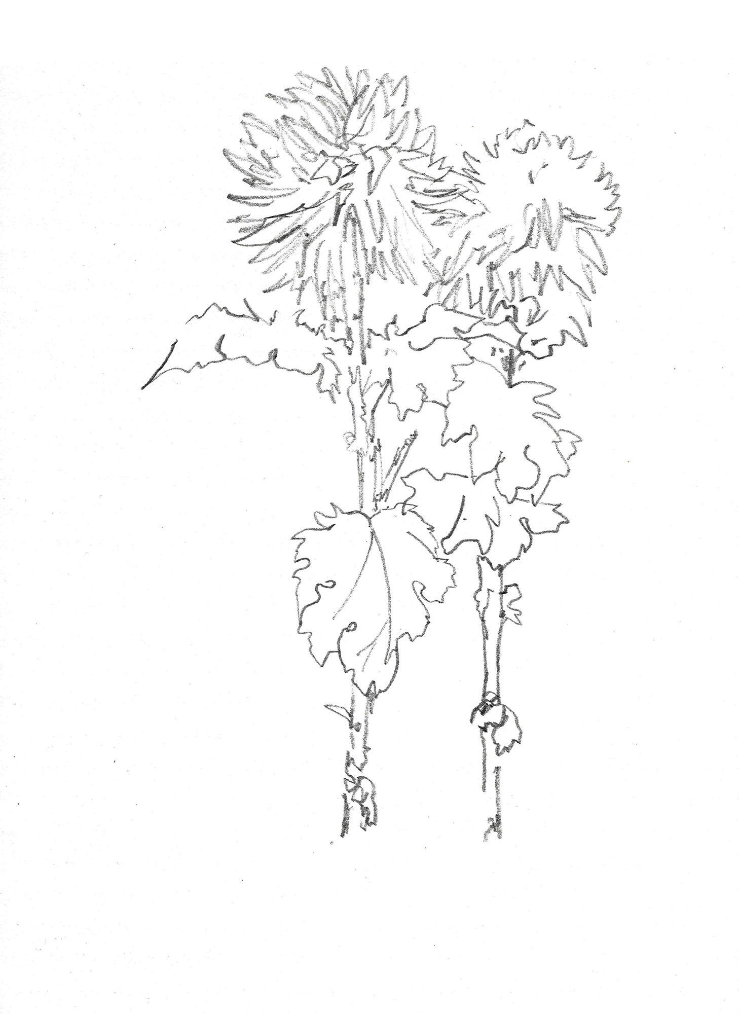 2021, fusain sur papier, 29,5x 40,5 cm