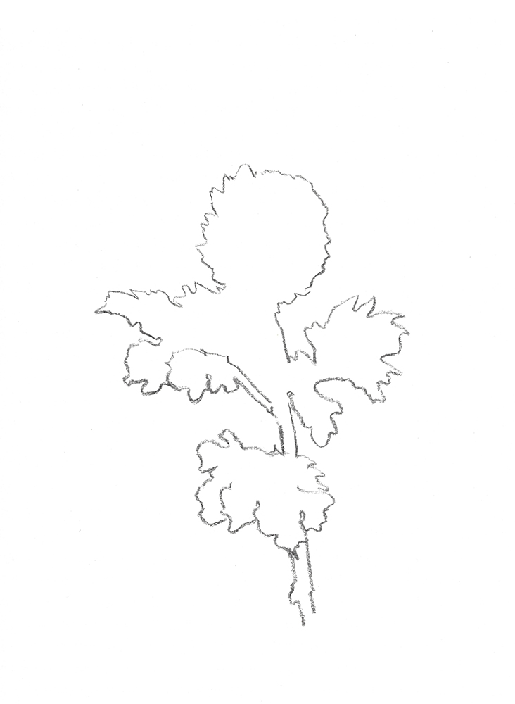 2021, fusain sur papier, 29,5 x 40,5 cm