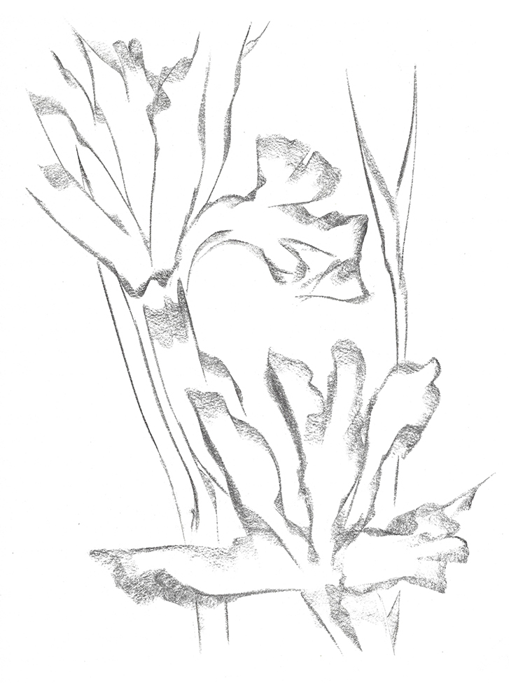 2021, fusain sur papier, 29,5 x 40 cm