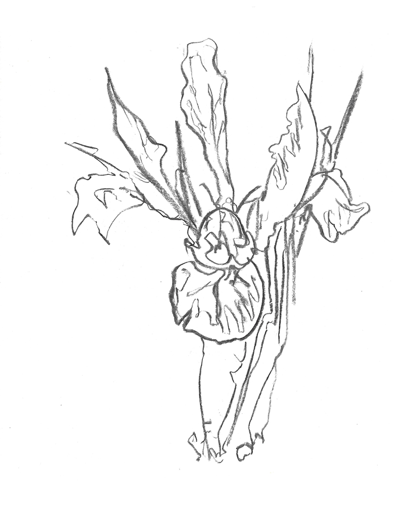 2021, fusain sur papier, 30,5x 40,5 cm