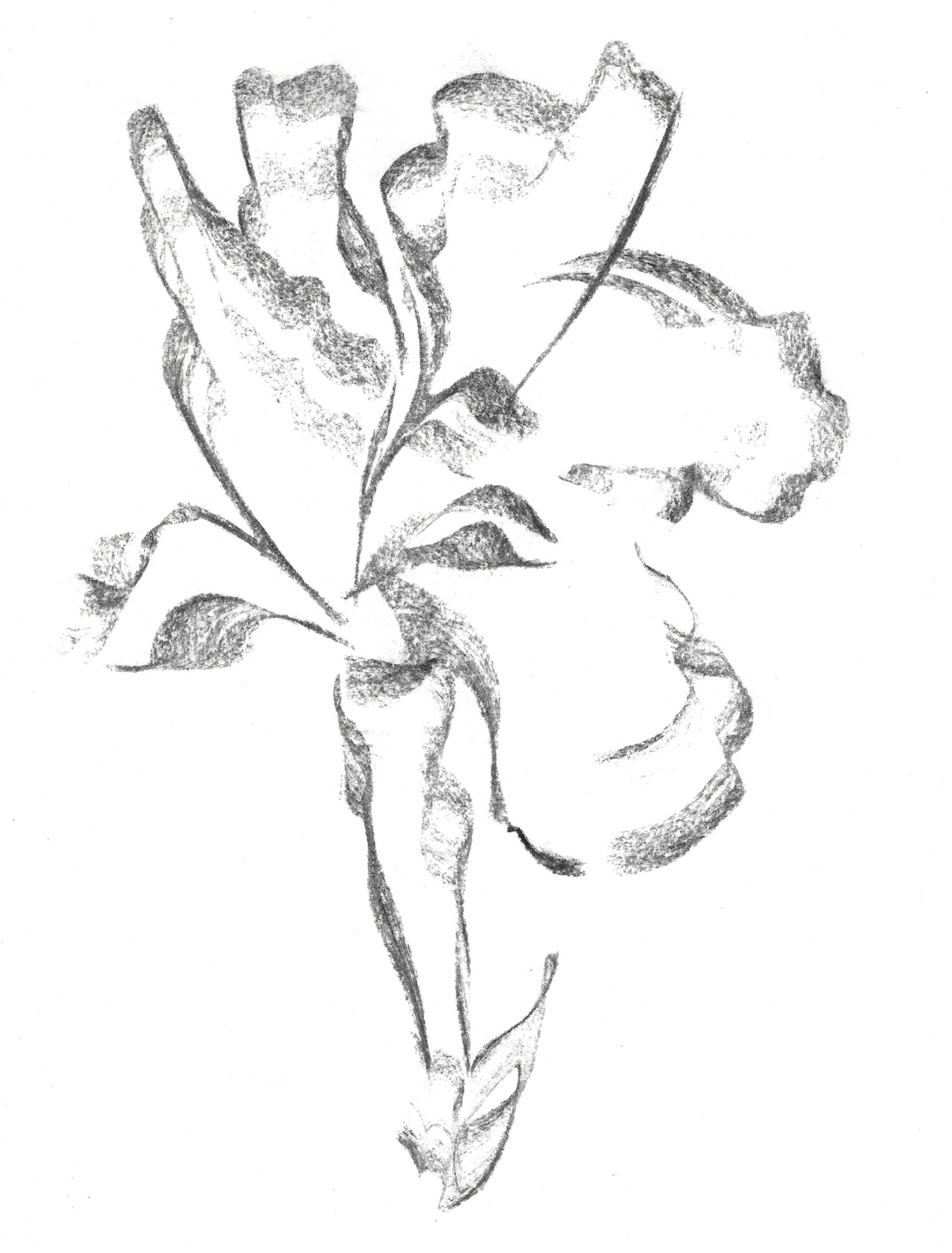 2021, fusain sur papier, 21 x 28 cm