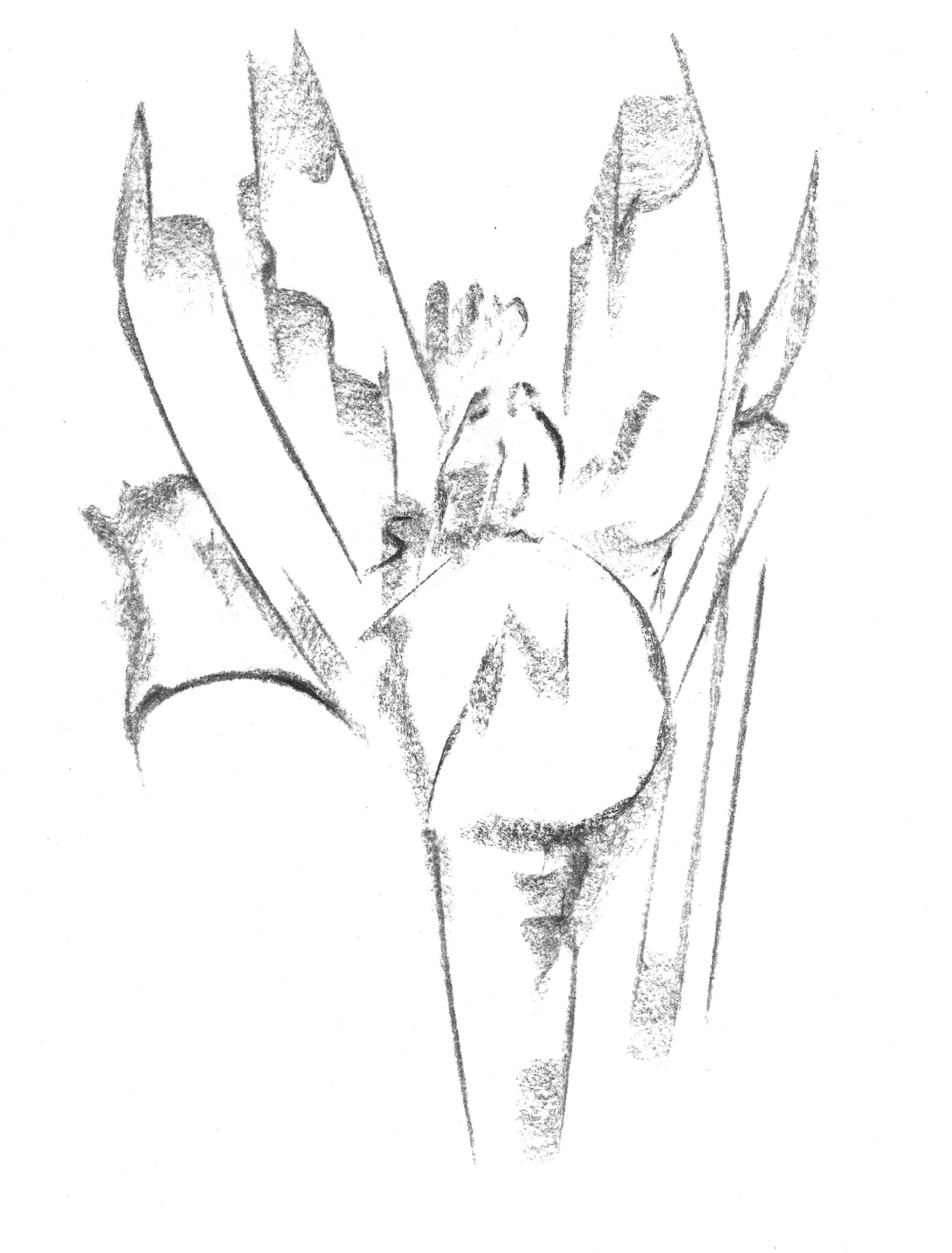 2021, fusain sur papier, 21 x 28 cm