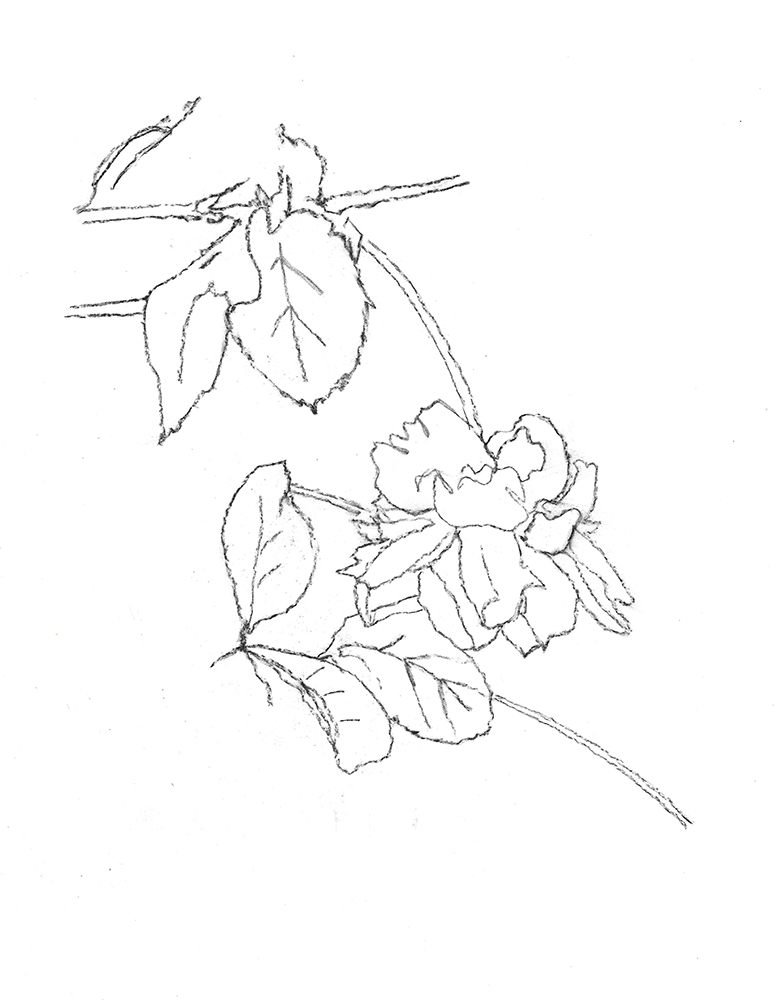 2021, fusain sur papier, 30,5 x 38 cm