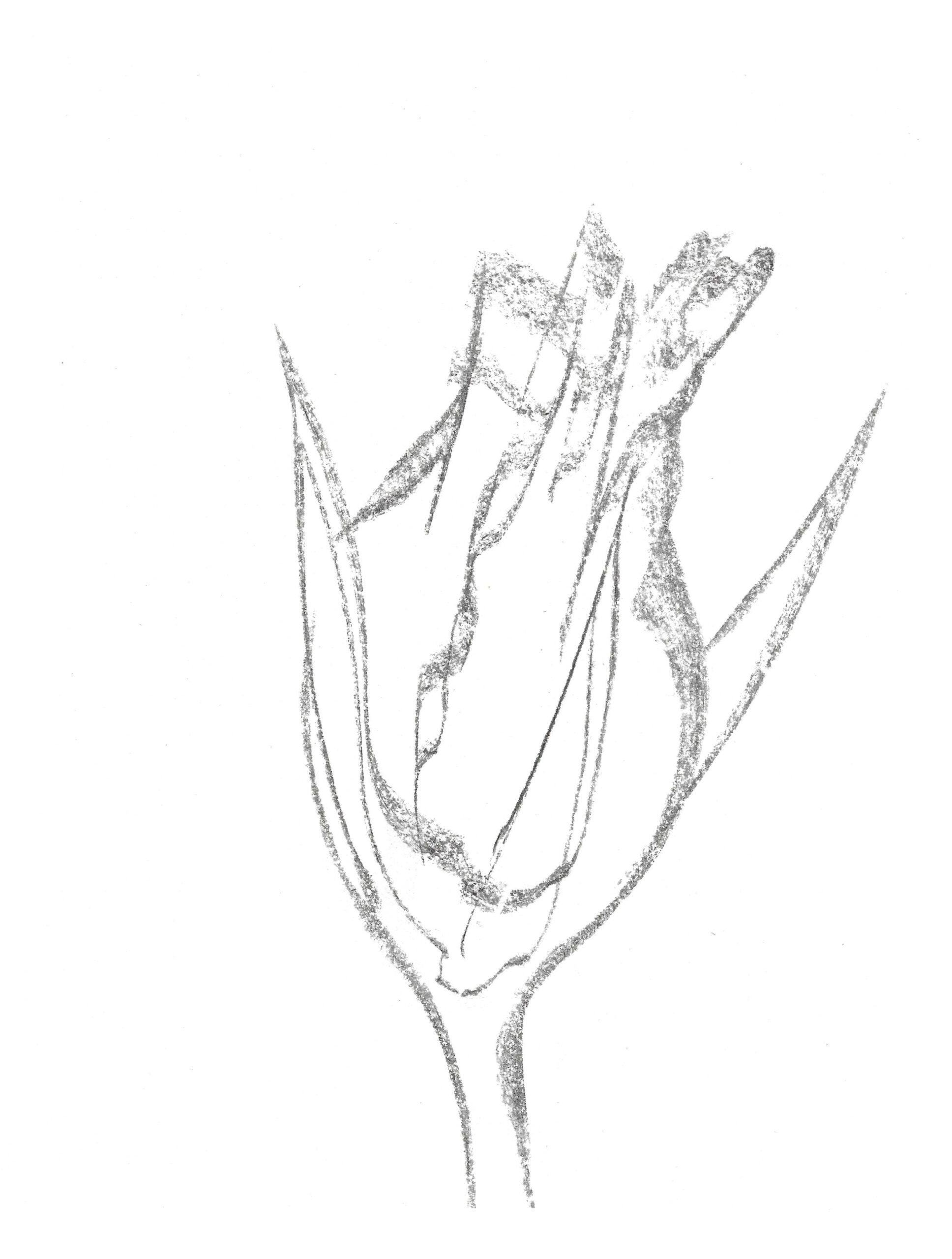 2021, fusain sur papier, 21 x 28 cm