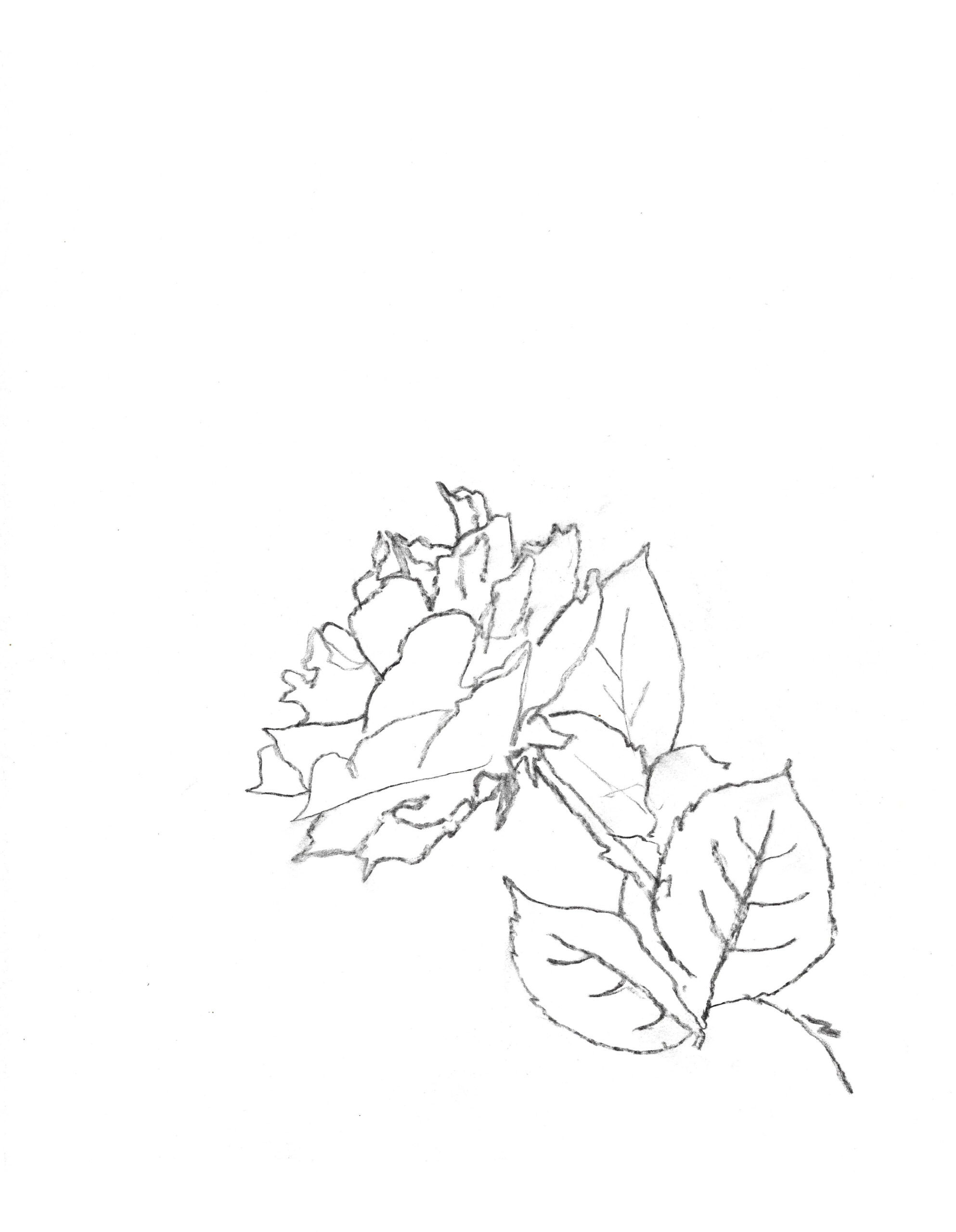 2021, fusain sur papier, 30,5 x 38 cm