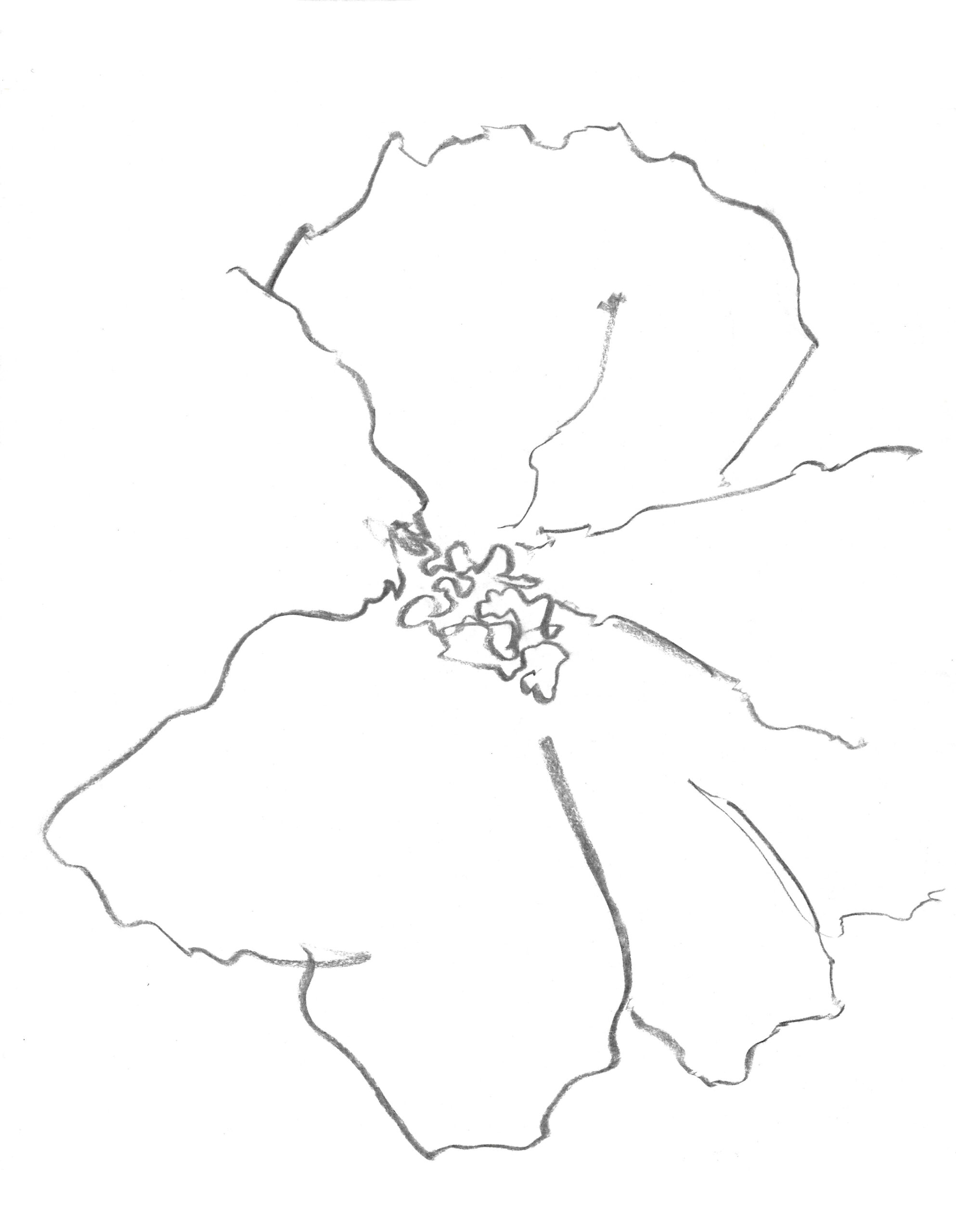 2021, fusain sur papier, 30,5 x 40,5 cm