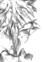 Dessin au fusain d'une chrysantheme