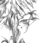 Dessin au fusain d'une chrysantheme